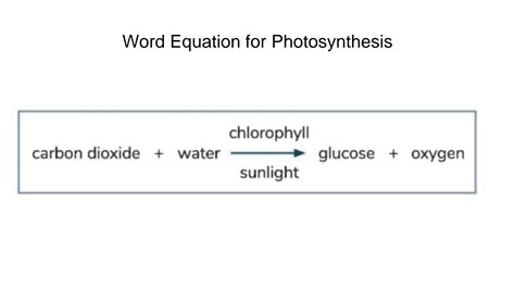 Solution Photosynthesis Jc Studypool