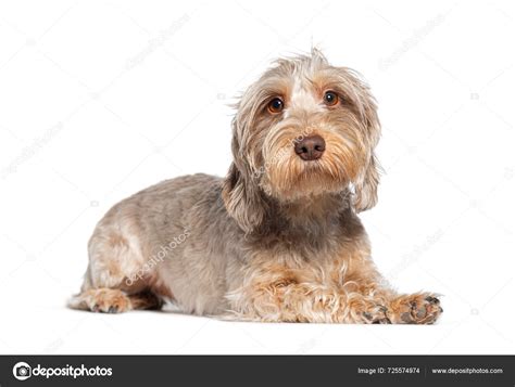 Adorable Young Wire Haired Dachshund Puppy Relaxing Isolated White — Stock Photo © lifeonwhite ...