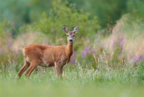 What Is A Female Deer Called 3 Common Names World Deer