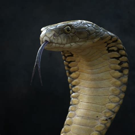 A Snake With Its Mouth Open And It S Tongue In The Shape Of A Head