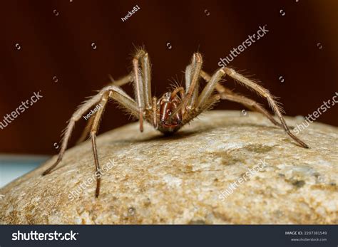 Big House Spider Tegenaria Domestica Stock Photo 2207381549 | Shutterstock