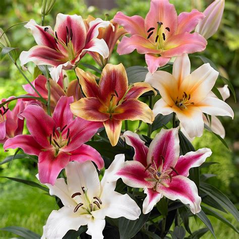 Lily Bulbs For Gardens J Parker Dutch Bulbs