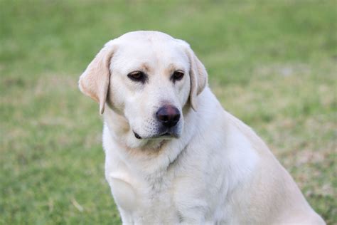 Willow Labrador Retriever From Dowlfalls Labradors Dowlfalls