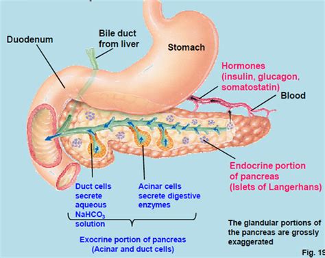 Chapter Gallbladder Pancreatic And Bile Duct Dysfunction