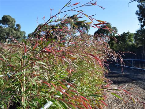 Agonis Flexuosa Wholesale Nursery Nurseries In Melbourne Sydney