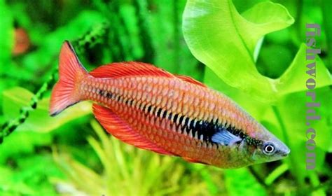 Types of Freshwater Ornamental Fish | FISH WORLDs.com