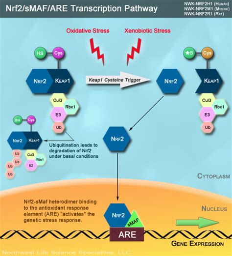 Nrf Antioxidant Response Element