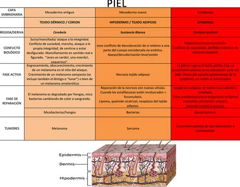 Capas De La Dermis Y Sus Funciones Nepora