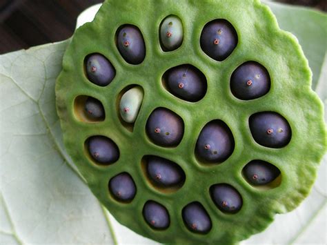 ITT We Have Trypophobia Pics Bodybuilding Forums