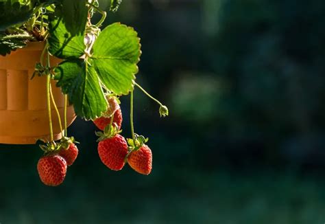 Comment Et Quand Planter Des Fraisiers En Pot On Vous Dit Tout Pour