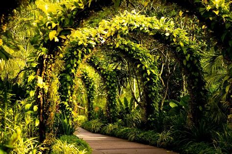 Fotografia Dei Fiori E Del Fogliame Dei Giardini Botanici Fornito Da