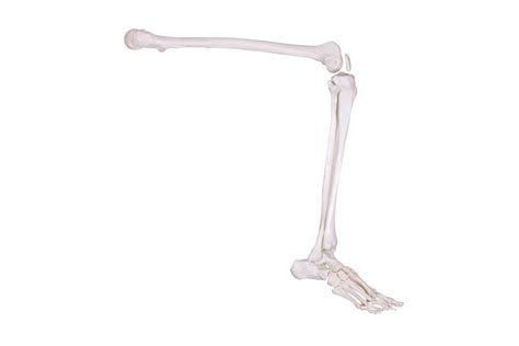 Detail Of Skeleton Leg Detail, Therapy, Hospital, Anatomy PNG Transparent Image and Clipart for ...