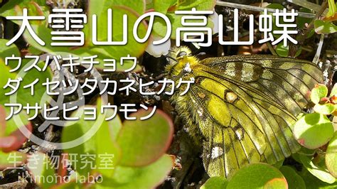 【大雪山の高山蝶】ウスバキチョウ・ダイセツタカネヒカゲ・アサヒヒョウモン Alpine Butterflies That Live In