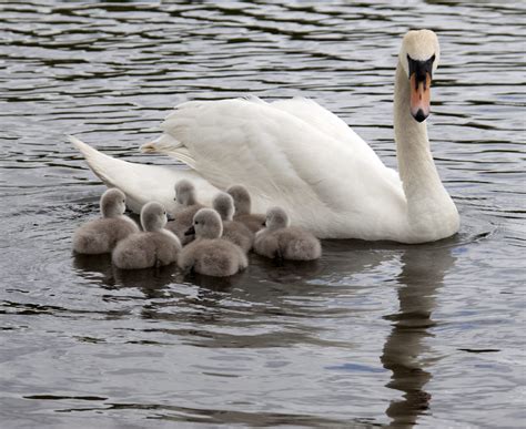 Swan and cygnets | Tony Hisgett | Flickr