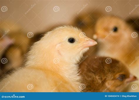 Galinhas De Grelha Novas Na Explora O Av Cola Foto De Stock Imagem