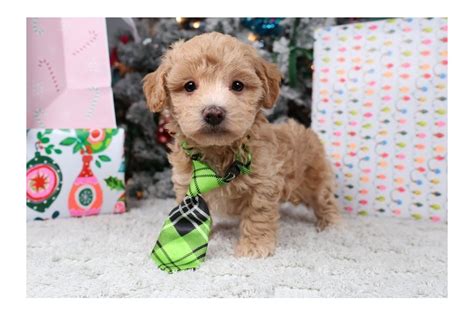 Marrone Malti Poo Puppy C C Pawrade