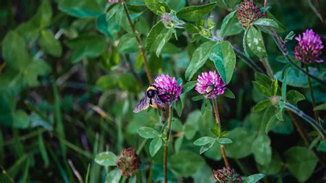 how to care for clover