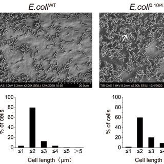 Growth Status And Morphological Characteristics Of Genome Engineered E