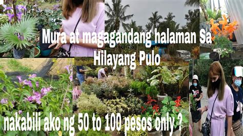 Murang Halaman Sa Ilyang Pulo Iba Silang Cavite Plants Flowers Plant