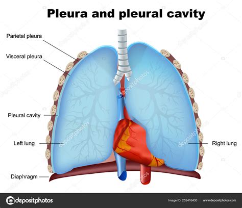 Plèvre Pulmonaire Cavité Pleurale Illustration Vectorielle Médicale Sur