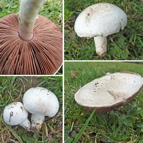 Field Mushrooms again… Keep ‘em coming – The Mushroom Diary – UK Wild ...