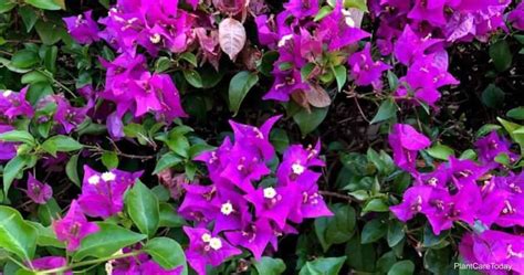 Tips On How And When To Transplant Bougainvillea Plants