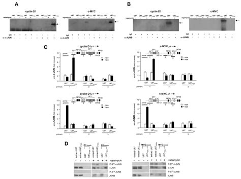 Akt Dependent C Jun And Junb Differential Binding To The Cyclin D1 And Download Scientific