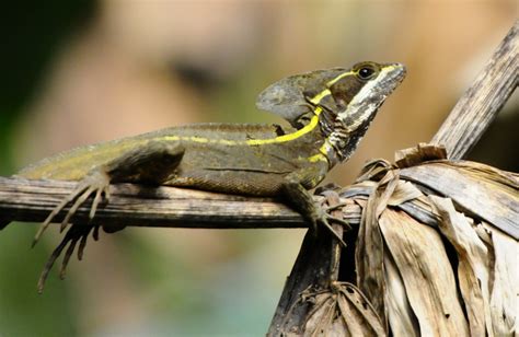 Belize Reptiles