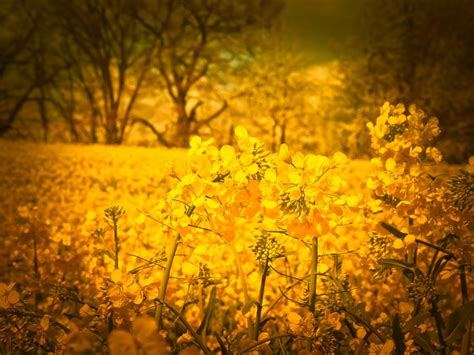 Foto De Campo De Flores Amarelas Imagem Gratis Uso Livre