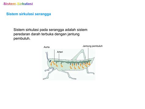 Makalah Sistem Peredaran Dara Pada Hewan Kumpulananakwityroi 11