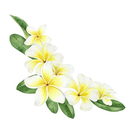 Yellow Plumeria Flowers Tropical Exotic Flowers Flower Frame