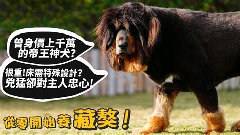 【從零開始養】藏獒曾身價上千萬的帝王神犬兇猛護主床需特殊設計吃飯特別兇惡洗澡過程驚人德爺【許伯簡芝】tibetan