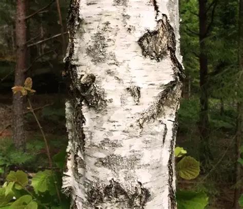 Silver Birch Tree - Forestry.com