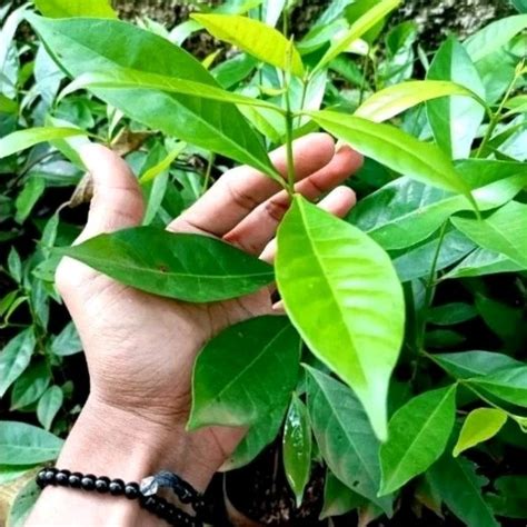 Jual Bisa Cod Bibit Tanaman Daun Salam Pohon Daun Salam Bumbu Dapur