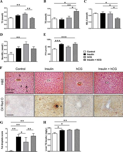 Effects Of Insulin And Or HCG On Major Markers Of Lipid Profile And