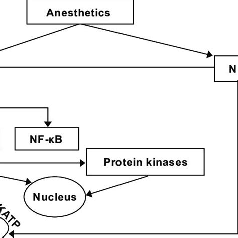 Figure Multiple Signal Molecules And Protein Kinases Involved In Download Scientific Diagram