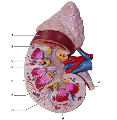 AP 2 Renal Flashcards Quizlet