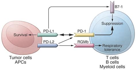 Jci Anti Pd 1 Pd L1 Therapy Of Human Cancer Past Present And Future