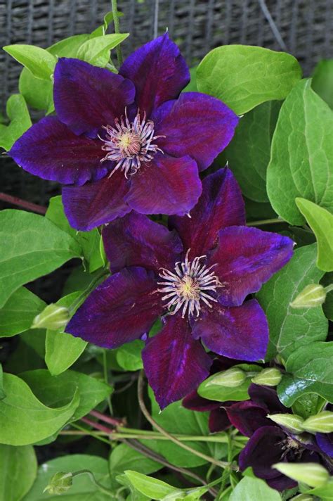 Clematis Julka Superior Quality Climbers Uk