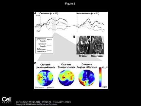 The Neural Basis Of Somatosensory Remapping Develops In Human Infancy