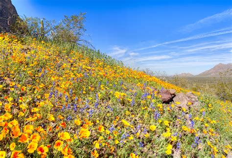 Flower Power: Where to See Arizona's Best Blooms » Images Arizona