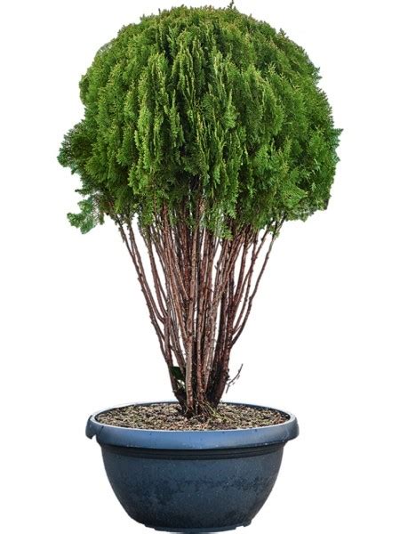 Thuja Orientalis Pyramidalis Aurea Verzweigt Terrapalme Heim Und