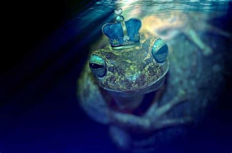 An Ambiguous Amphibian: The Everchanging Frog Symbol in World Myth | Ancient Origins