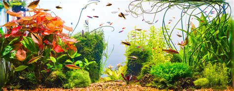 Ideal Community Fish for 10 Gallon Tank: Centerpiece Fish ...