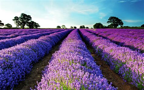 Lavender Fields Wallpapers - Top Free Lavender Fields Backgrounds ...