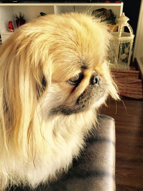 Pin By Patricia Talarico On Pekingnese Pekingese Dogs Pekingese