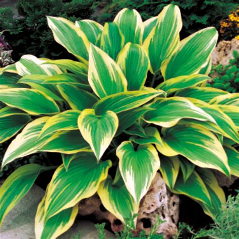 Hosta Funkia Aureomarginata Szt Hosty Sadzonka Sadzonki Funkie Host