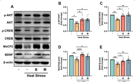 Bhba Activates The Akt Creb Bdnf And Mecp Pathways In The Heat