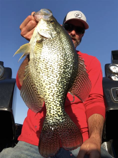 Bass Angler Catches New Lake Record Crappie At New Melones