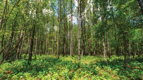 Preservation In The Woods Restoring The Longleaf Pine To The Camden